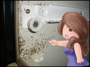 そして、悲劇はやってきた・・・。何気なくキッチンの引き出しを開けてみると、な、な、なんとゴキブリの糞が・・・